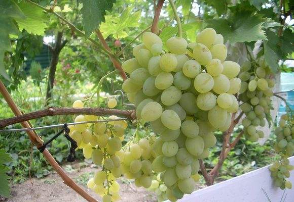 Лозы белого винограда