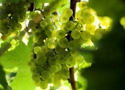 На какой год плодоносит виноград после посадки