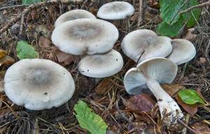 Как проверить грибы на съедобность