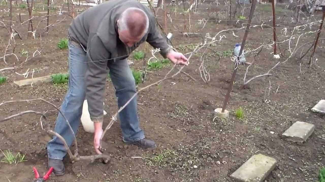 Как развести медный купорос для опрыскивания винограда