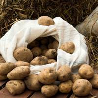 Хранение картошки в домашних условиях