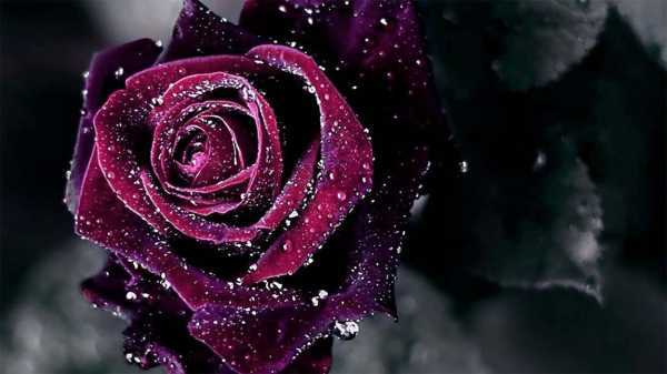 Темно бордовые розы фото