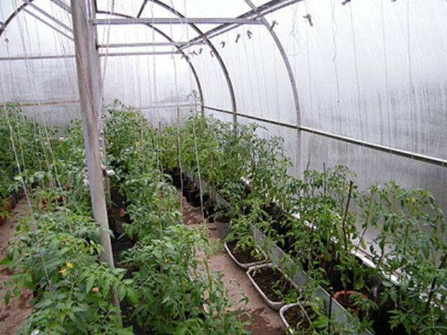 Удобрения для томатов в теплице