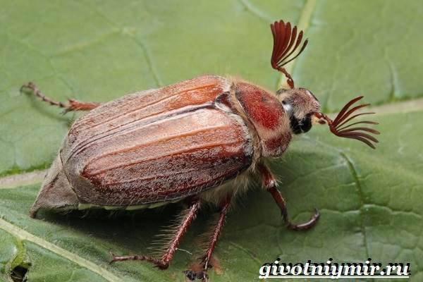 Майский-жук-насекомое-Образ-жизни-и-среда-обитания-майского-жука-1