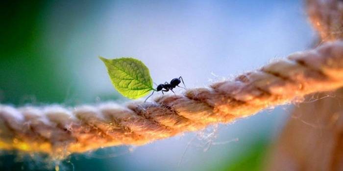 муравьи польза и вред в природе
