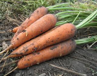Морковка овощ