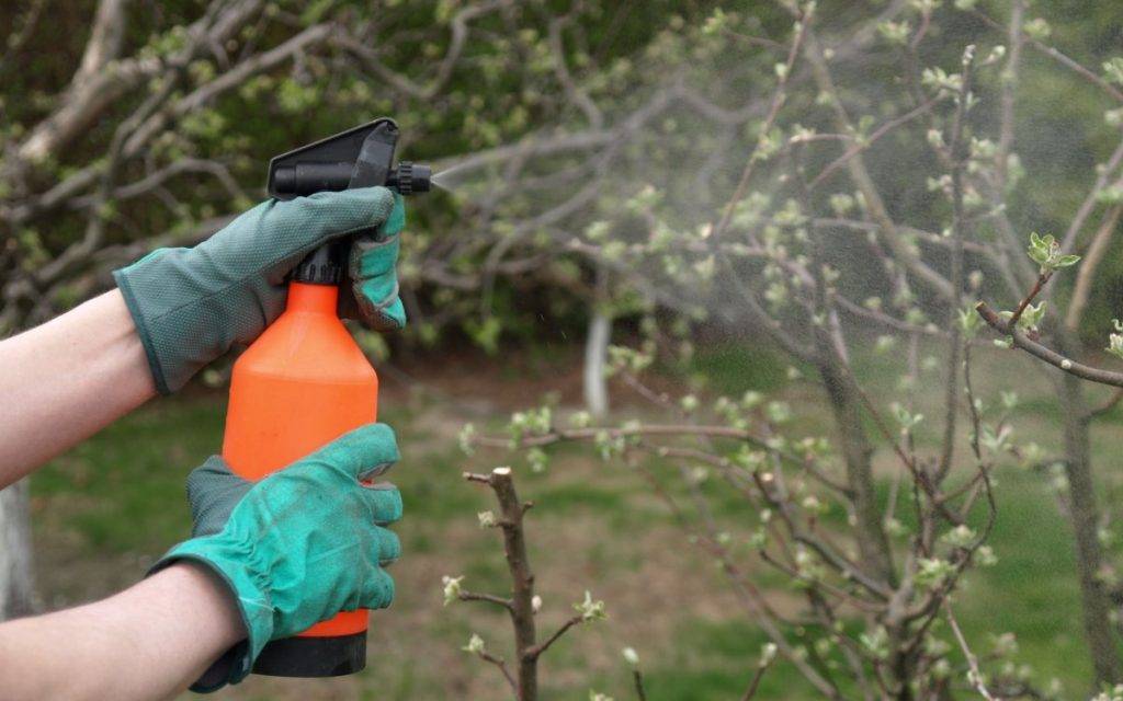 Обработка деревьев весной от вредителей и болезней