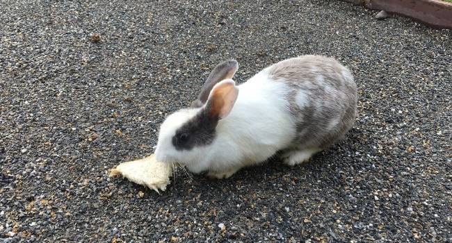 Кролик ест хлеб