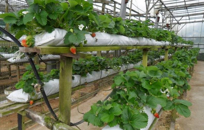 Выращивание клубники в теплице голландская технология
