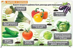 Как посадить капусту