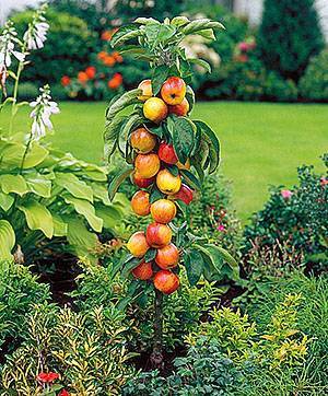 Колоновидная яблоня в вашем саду