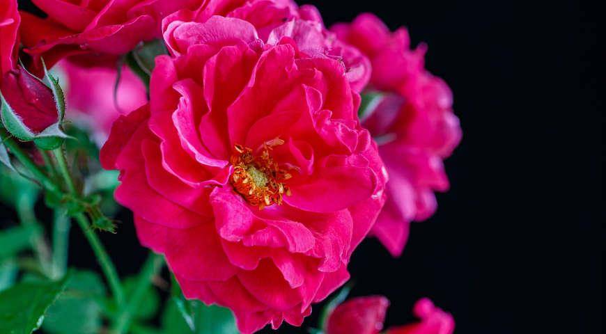 Роза морден кардинет
