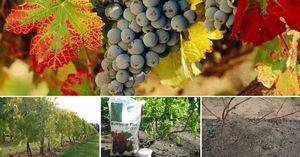 Подкормка винограда осенью
