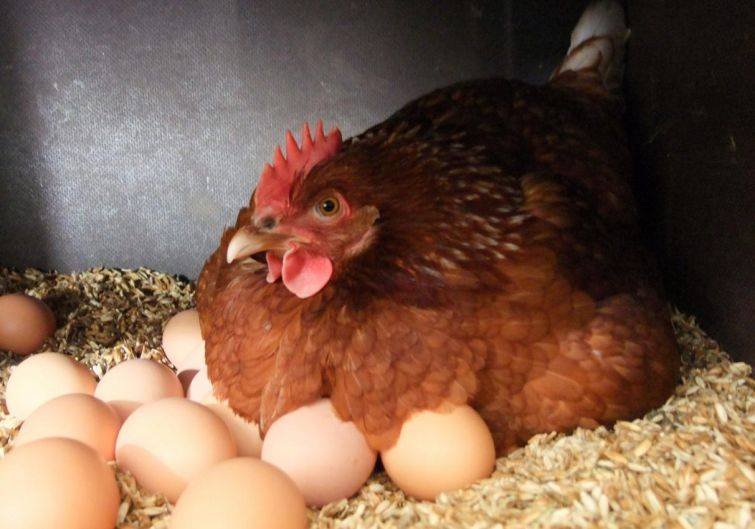 Как посадить курицу высиживать яйца
