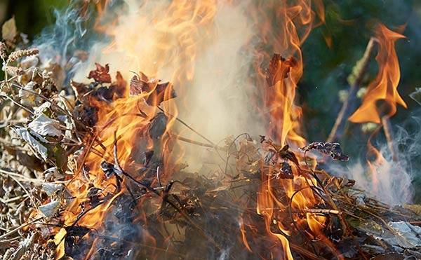 сжигание-листвы-против-заражения-почвы-болезнями