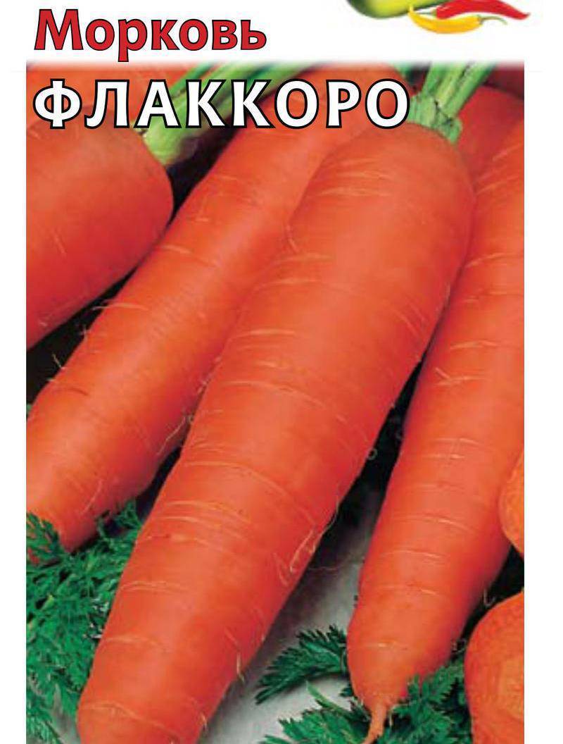 Морковь флаккоро описание