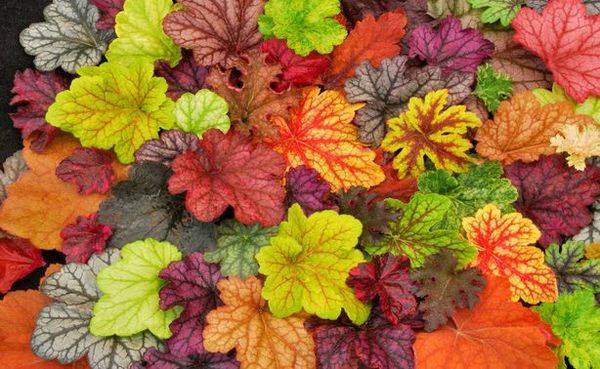 Гейхера – травянистый многолетник с красивыми декоративными листьями