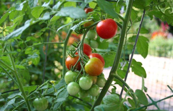 Растущие помидоры разного цвета