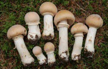 Сколько варить грибы курочки