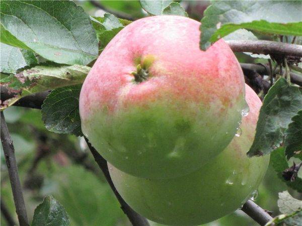 Фото яблони с яблоками