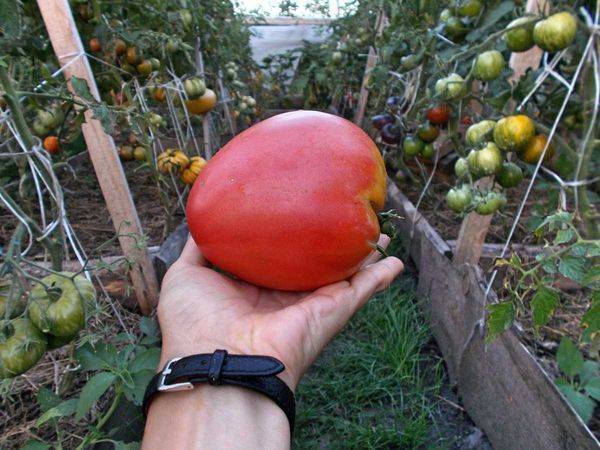 Сорта томатов для самарской области