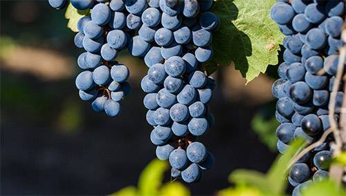 Чем отличается винный сорт винограда от столового