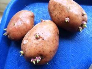 подготовка клубней картофеля