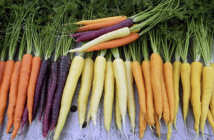 Урожайные сорта моркови