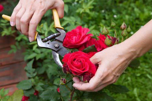 Обрезка розы является одним из основных агротехнических приёмов при осуществлении ухода за декоративной культурой