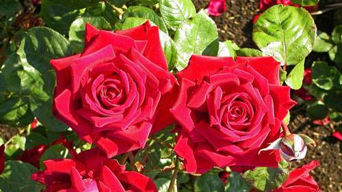 "Danse du Feu", или "Танец огня" - одна из лучших красных плетистых роз