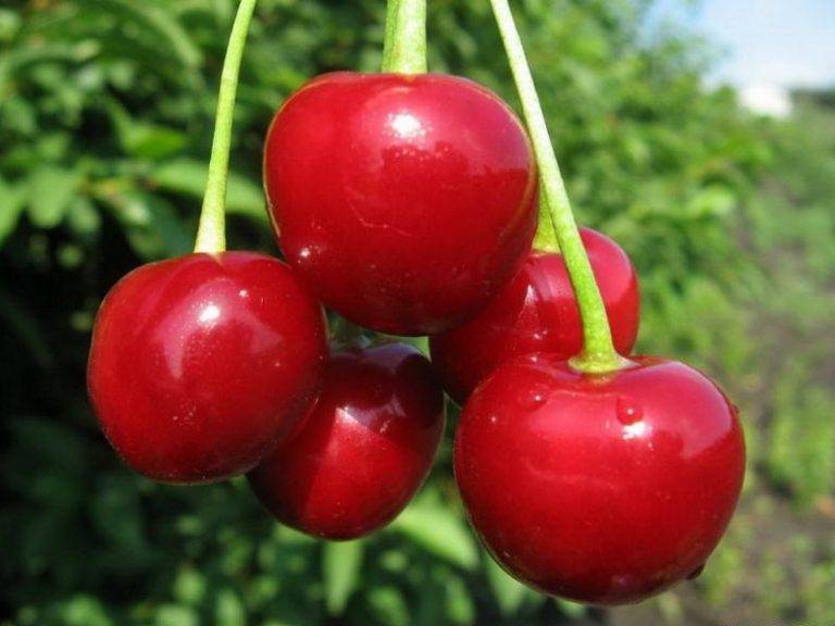 Сорта вишни для нижегородской области с фото