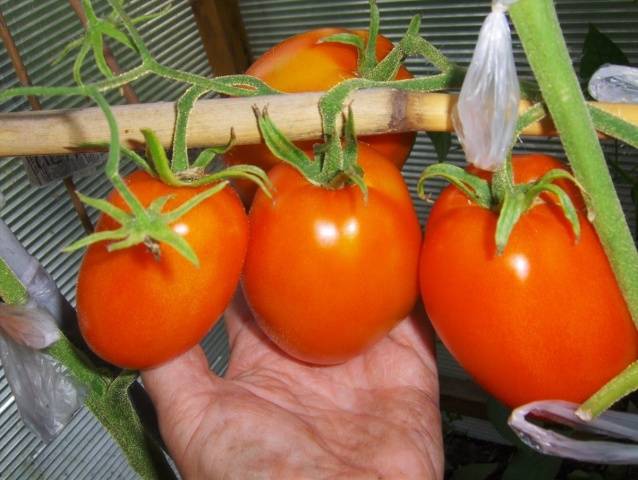 Чем подкармливать помидоры