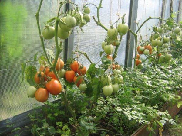 Уход за томатами в теплице