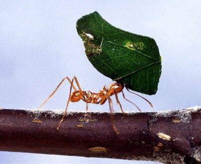 Как вывести муравьев в квартире и на даче