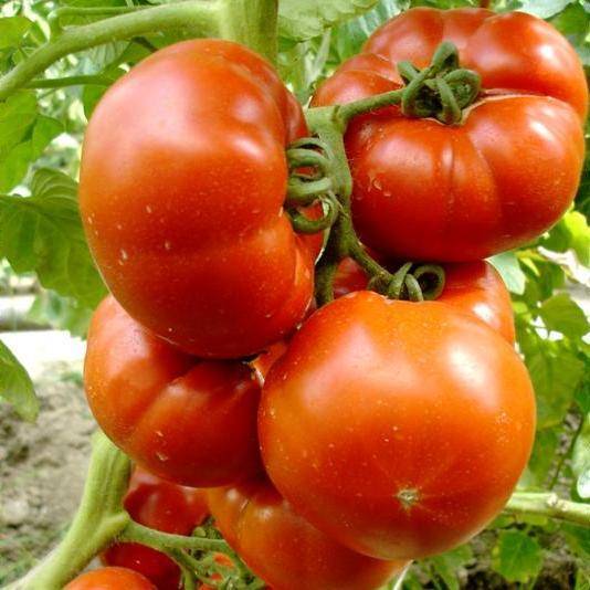 Самые скороспелые сорта томатов
