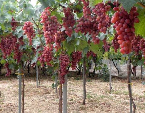 Штамбовый виноград