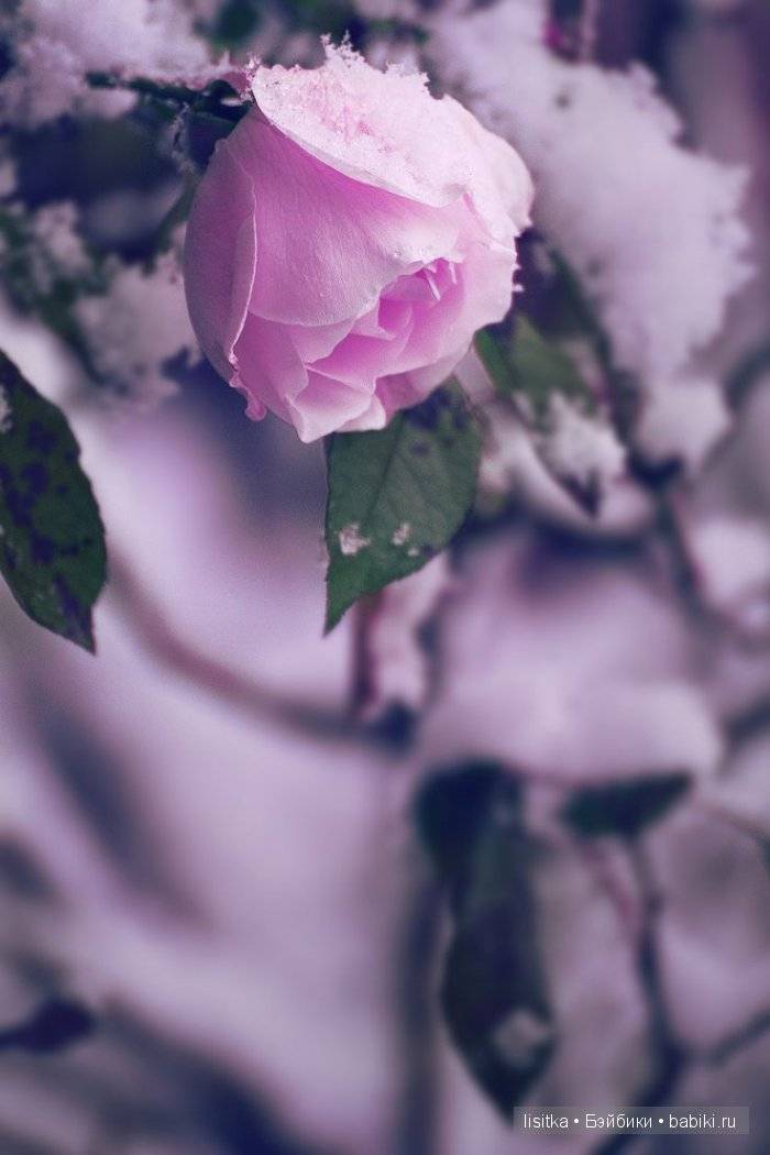Гребаная розовая роза