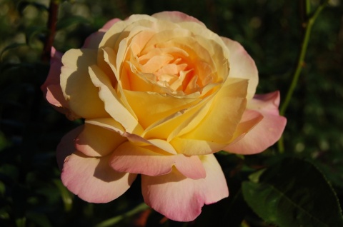 Наши лучшие сады энциклопедия роз