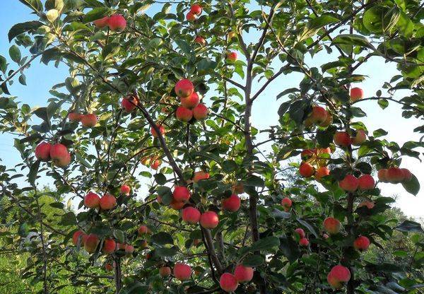 Сорта яблонь для Сибири должны быть зимостойкими