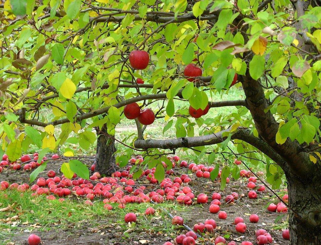 подкормка плодовых деревьев осенью