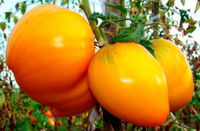 Самый урожайный сорт помидор для теплицы