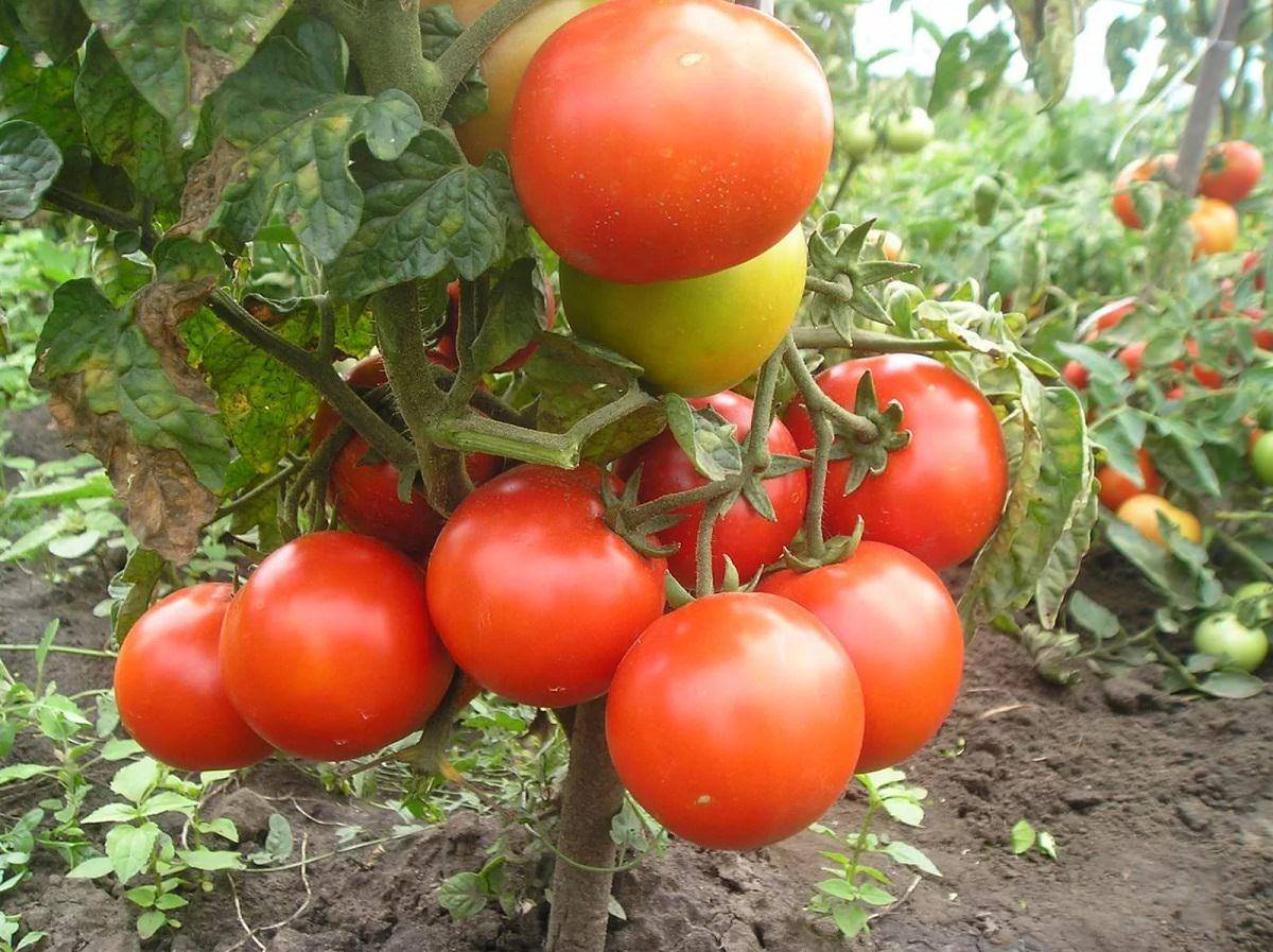 Причины низкорослости томатов