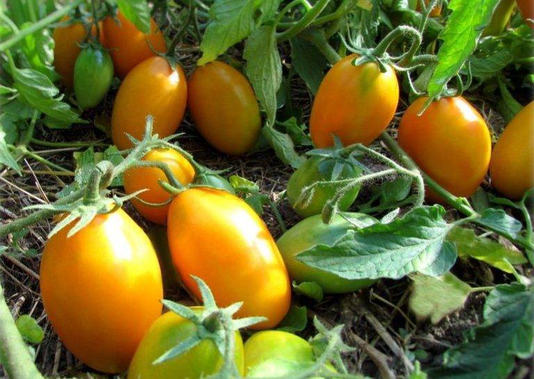 Рекомендации по удобрению и поливу низкорослых томатов