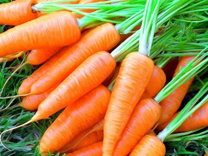 Как хранить свежую морковь в погребе