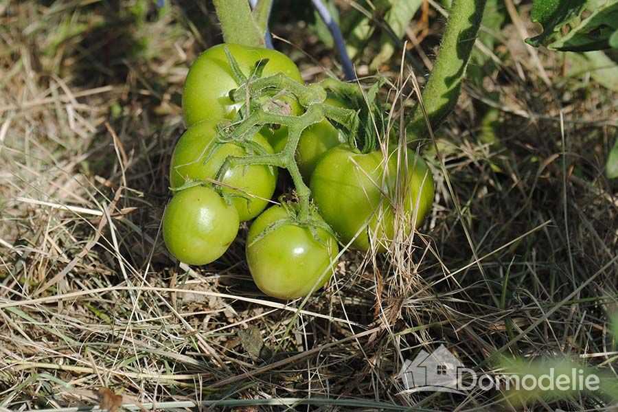 классификация томатов по высоте