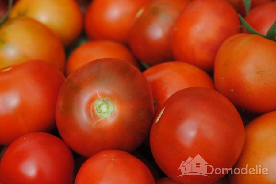 гибриды томатов для теплиц
