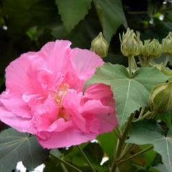 Гибискус цветок садовый