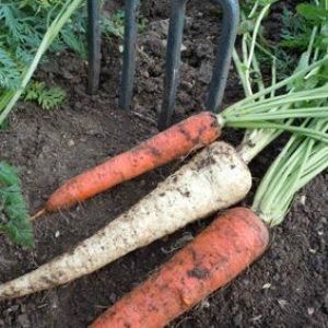 урожай морковки и пастернака