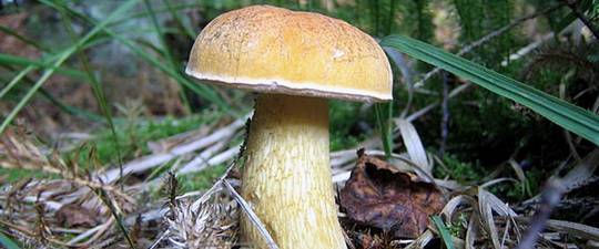 Сїдобні гриби
