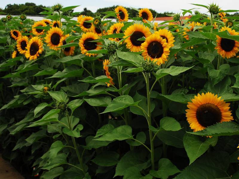 Самый солнечный цветок - декоративный подсолнечник: виды, сорта, выращивание и уход